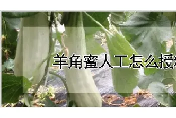 羊角蜜人工怎么授粉