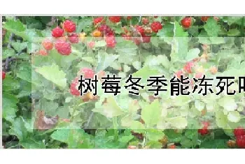 树莓冬季能冻死吗