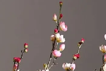 梅花怕冻吗?梅花的养殖方法和注意事项