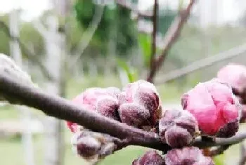 桃花花骨朵的样子