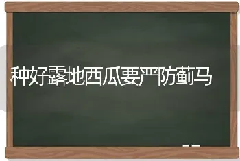 种好露地西瓜要严防蓟马