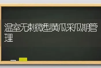 温室无刺微型黄瓜采瓜期管理