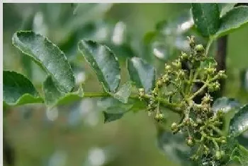 花椒该怎么防治蚜虫