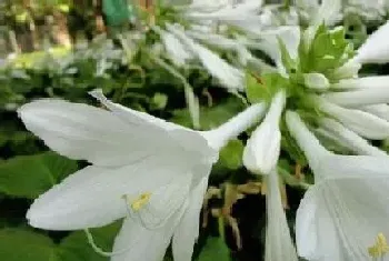 玉簪开花吗,开花长什么样子?玉簪开花吗,开花形态特征与植物学史