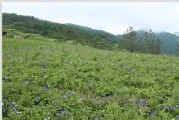 桔梗的田间管理技术