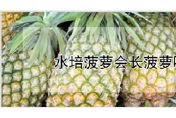 水培菠萝会长菠萝吗