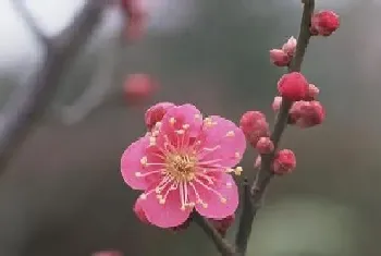 梅花浇水时间和正确方法?