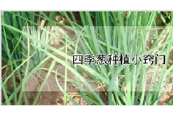 四季葱种植小窍门