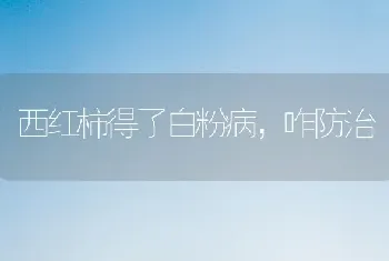 西红柿得了白粉病,咋防治