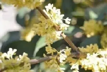 四季桂花一年开几次花?四季桂花形态特征与植物学史