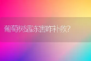 葡萄树遇冻害咋补救?