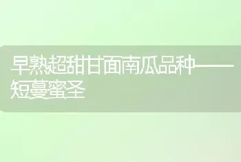 早熟超甜甘面南瓜品种——短蔓蜜圣