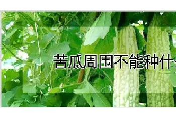 苦瓜周围不能种什么