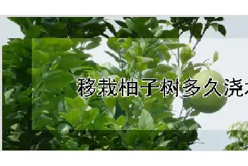 移栽柚子树多久浇水