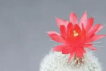 仙人球花能吃吗怎么吃,仙人球花的功效与作用详解