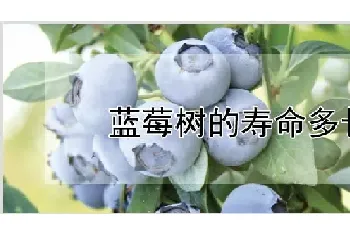 蓝莓树的寿命多长