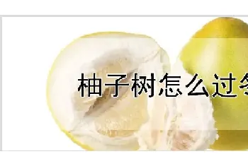 柚子树怎么过冬