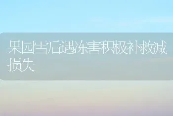 果园雪后遇冻害积极补救减损失