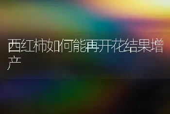 西红柿如何能再开花结果增产