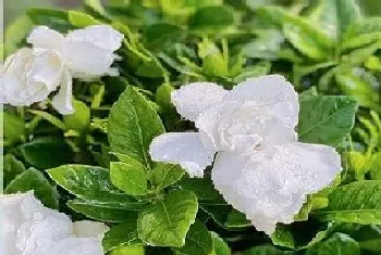 栀子花是什么植物类别?