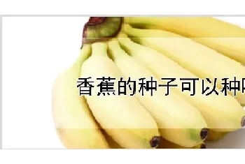 香蕉的种子可以种吗