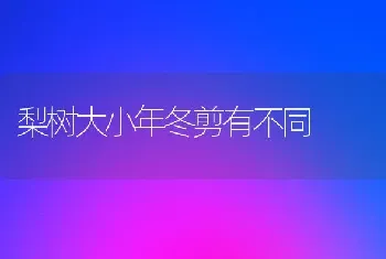 梨树大小年冬剪有不同