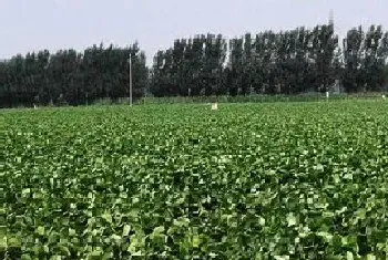 大豆是什么根系的植物?大豆形态特征与植物学史