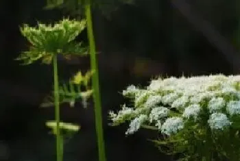 胡萝卜开花吗,开花是什么样的?