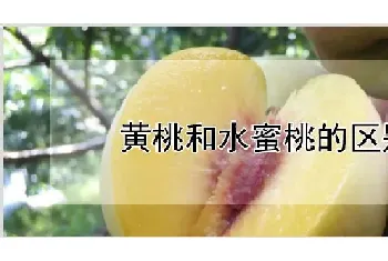 黄桃和水蜜桃的区别