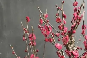 梅花什么季节开花,冬春季节开花?