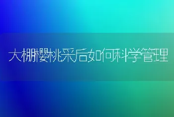 大棚樱桃采后如何科学管理