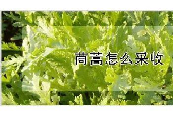 茼蒿怎么采收