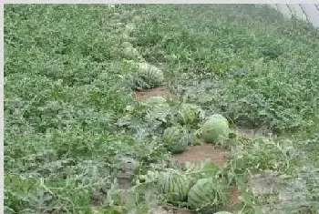 想要种植的西瓜甜，成活率高，学会这几个技巧很有必要！