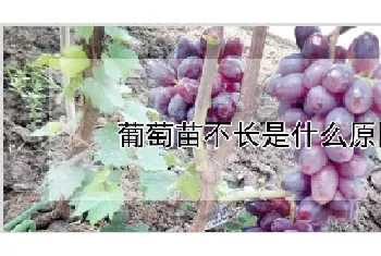 葡萄苗不长是什么原因