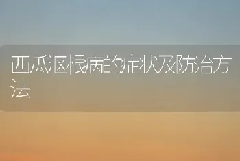 西瓜沤根病的症状及防治方法