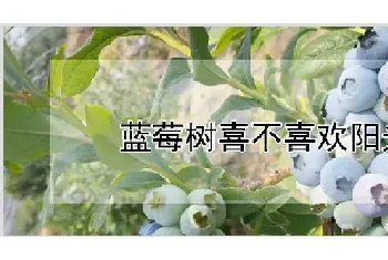 蓝莓树喜不喜欢阳光