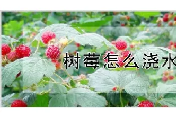 树莓怎么浇水