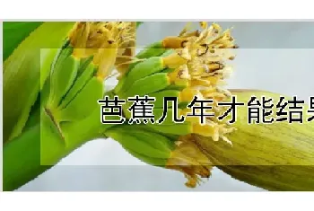 芭蕉几年才能结果