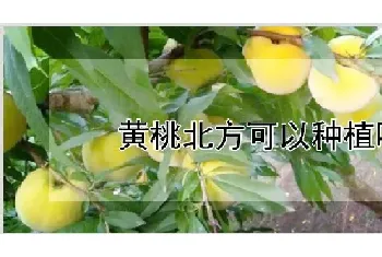 黄桃北方可以种植吗