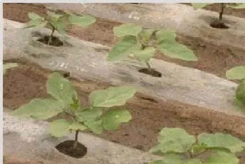 茄子定植后管理技术