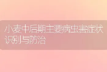 小麦中后期主要病虫害症状识别与防治