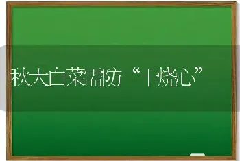 秋大白菜需防“干烧心”