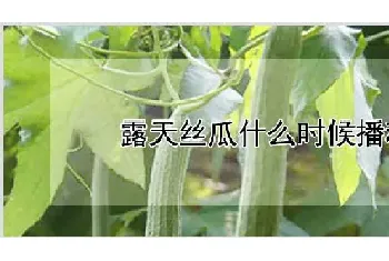 露天丝瓜什么时候播种