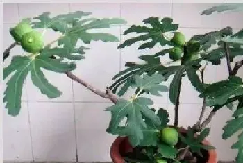 盆栽无花果的种植方法要注意什么