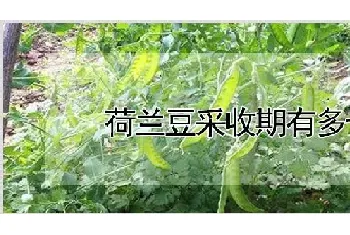 荷兰豆采收期有多长