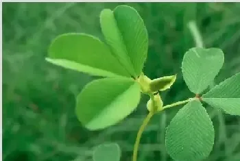 苜蓿草种植技术 苜蓿草种植方法是什么？