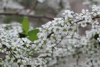 喷雪花怎么过冬天?喷雪花生长环境与生长习性