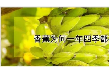 香蕉为何一年四季都有