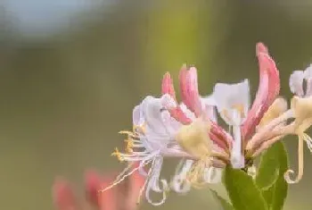 金银花会结籽吗?金银花的种殖方法和注意事项