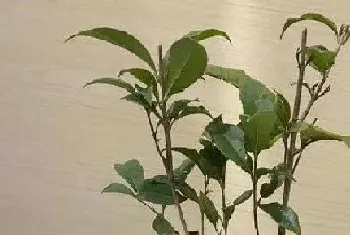 桂花在北方室外能过冬吗,北方种植桂花怎样过冬防冻?